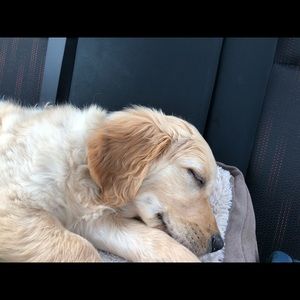 Meet your Posher, Diana